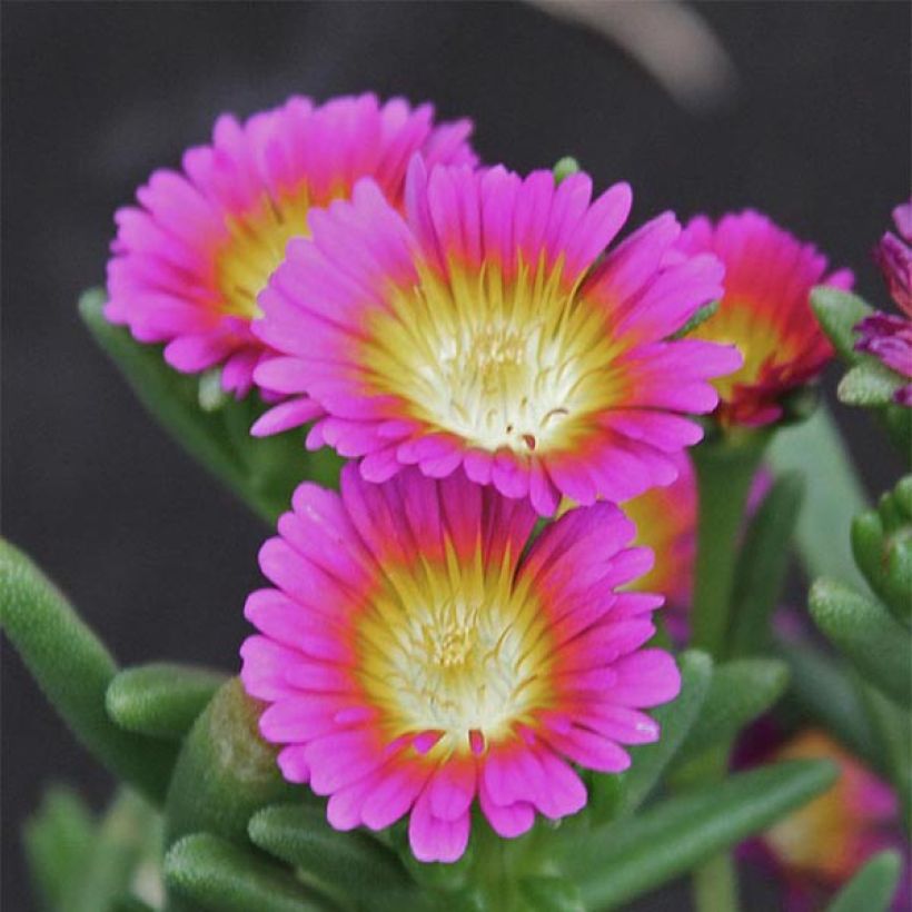 Delosperma Wheels of Wonder Hot Pink - Alfombra rosa (Floración)