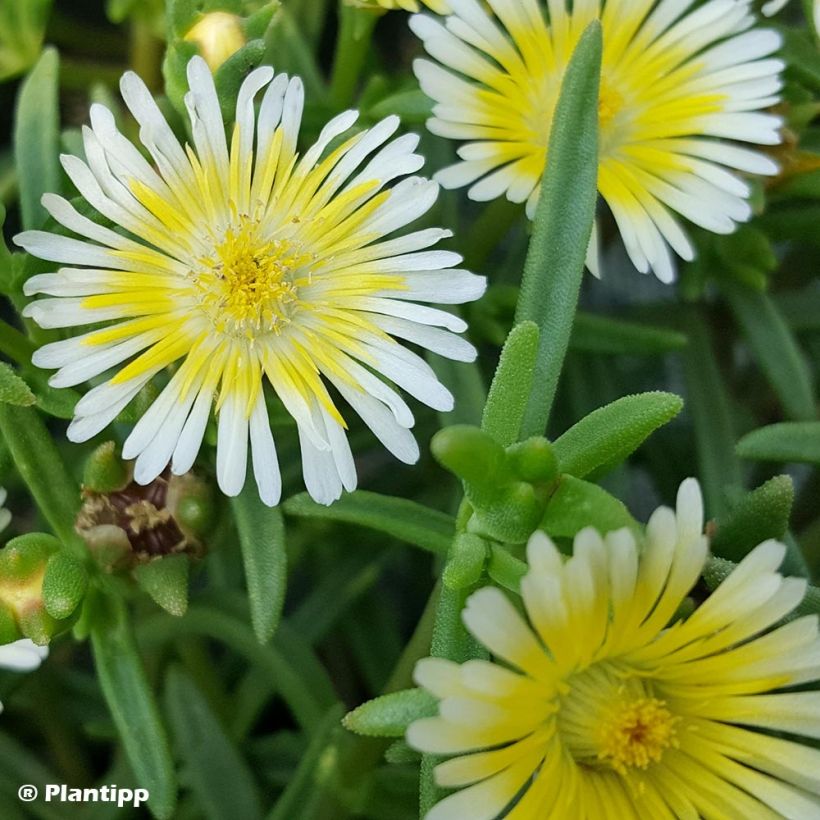 Delosperma cooperi Wheels of Wonder Limoncello - Alfombra rosa (Follaje)