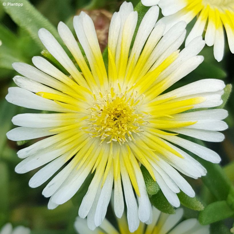 Delosperma cooperi Wheels of Wonder Limoncello - Alfombra rosa (Floración)