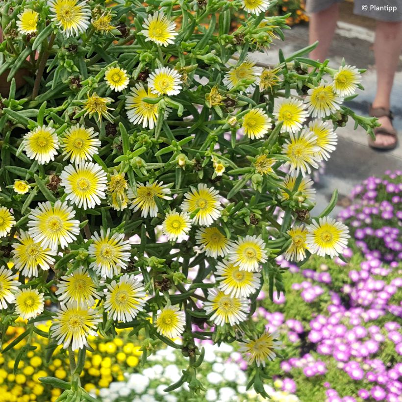 Delosperma cooperi Wheels of Wonder Limoncello - Alfombra rosa (Porte)