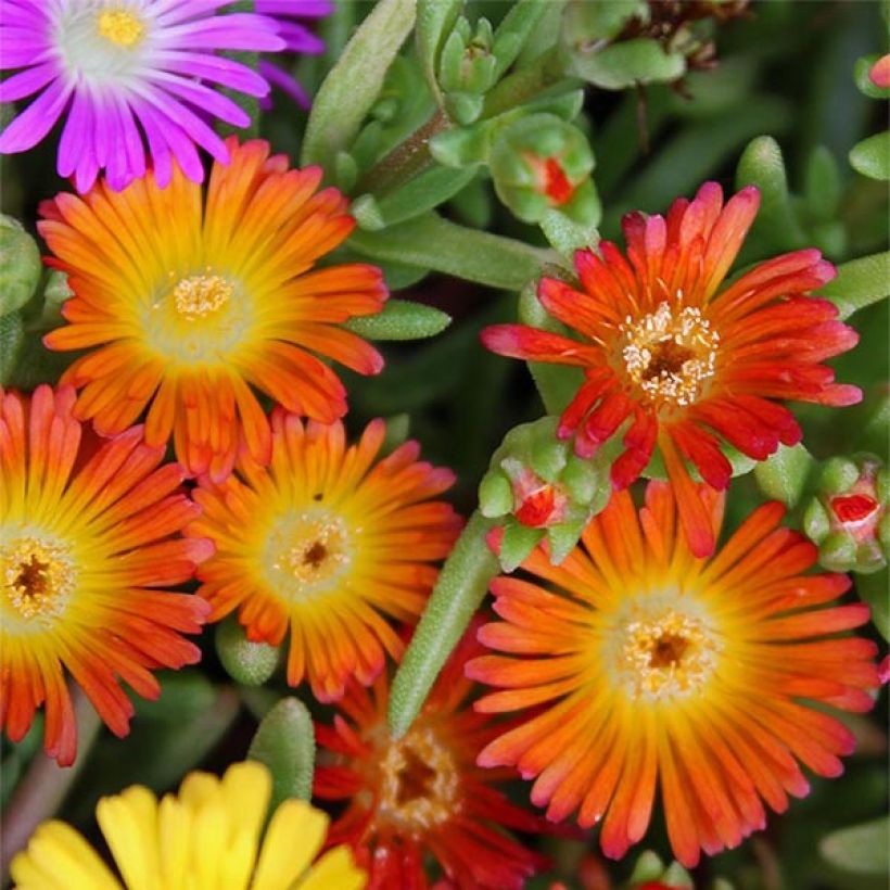 Delosperma Wheels of Wonder Orange - Alfombra rosa (Floración)