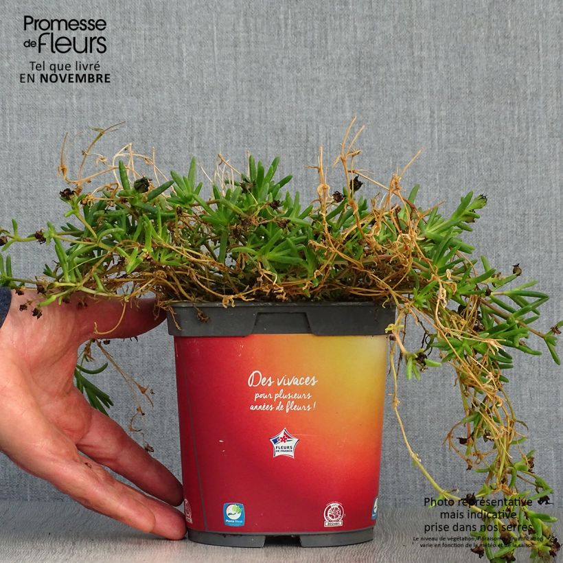 Ejemplar de Delosperma Wheels of Wonder Orange en pot de 2L entregado en otoño