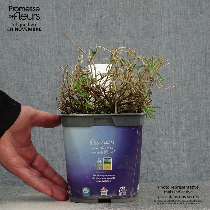 Ejemplar de Delosperma Wheels of Wonder Violet en pot de 2L/3L entregado en otoño