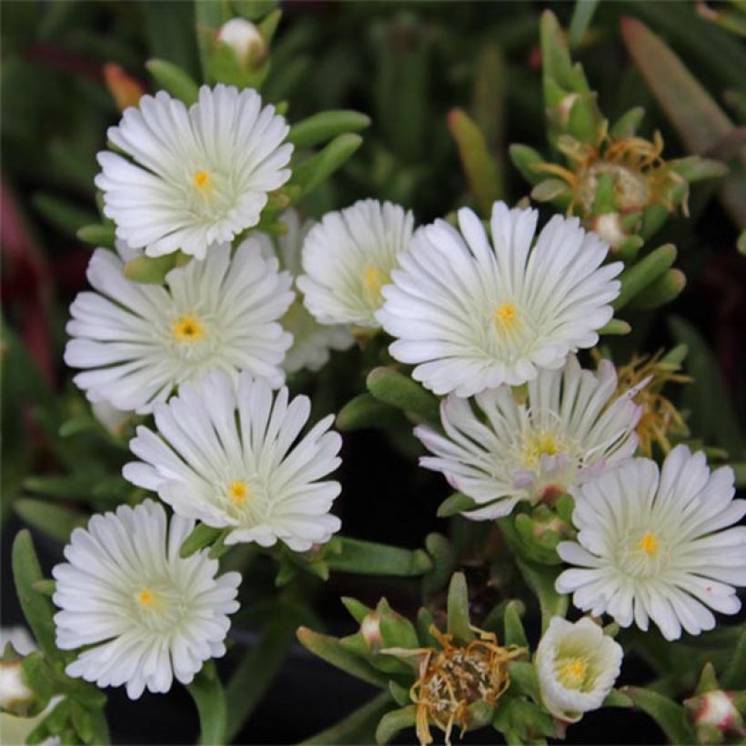 Delosperma Wheels of Wonder White - Alfombra rosa (Floración)