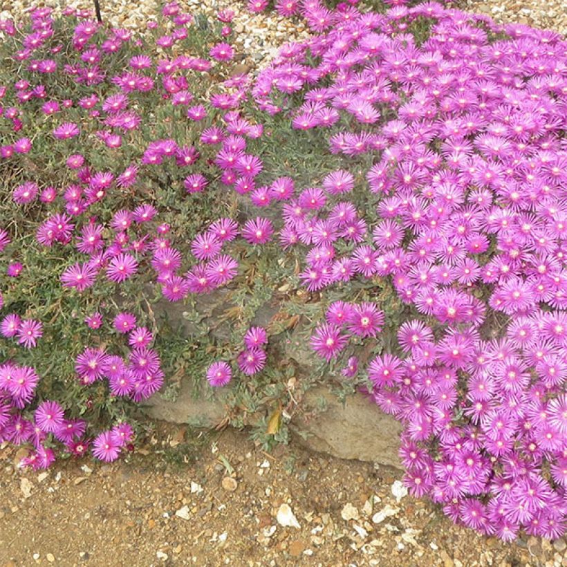 Delosperma cooperi - Alfombra rosa (Floración)