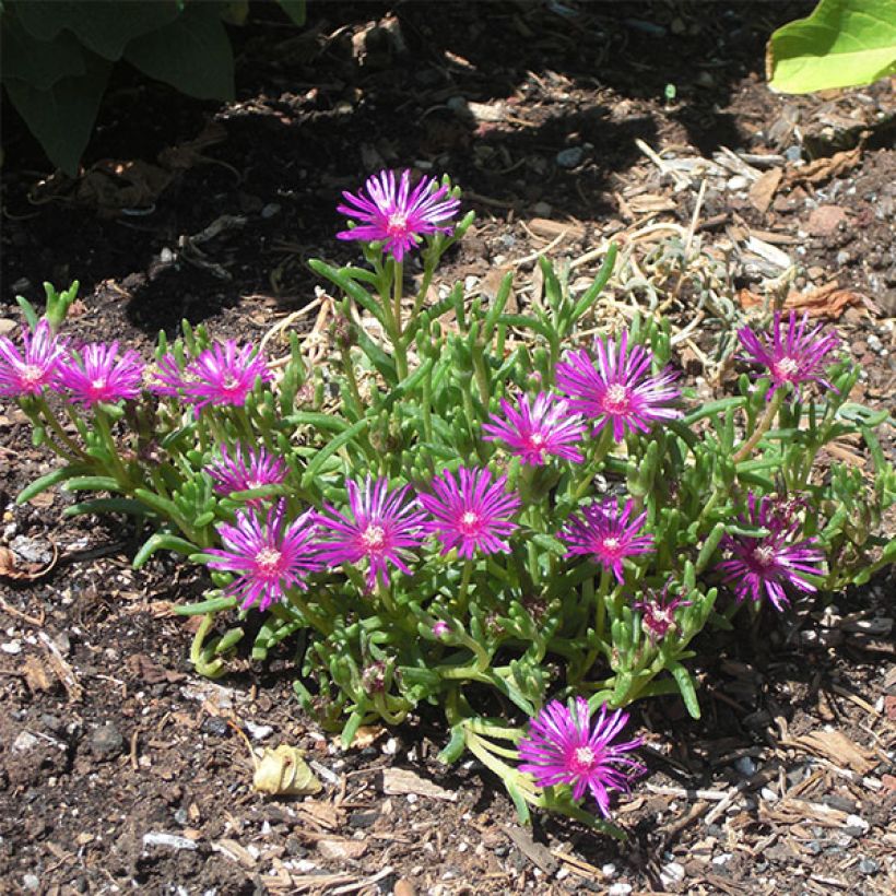 Delosperma cooperi - Alfombra rosa (Porte)