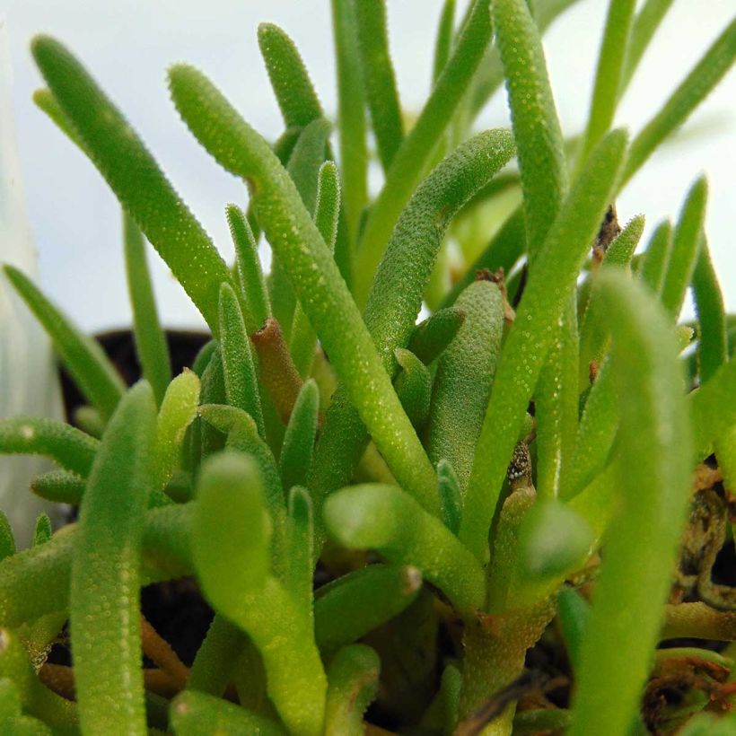 Delosperma cooperi - Alfombra rosa (Follaje)