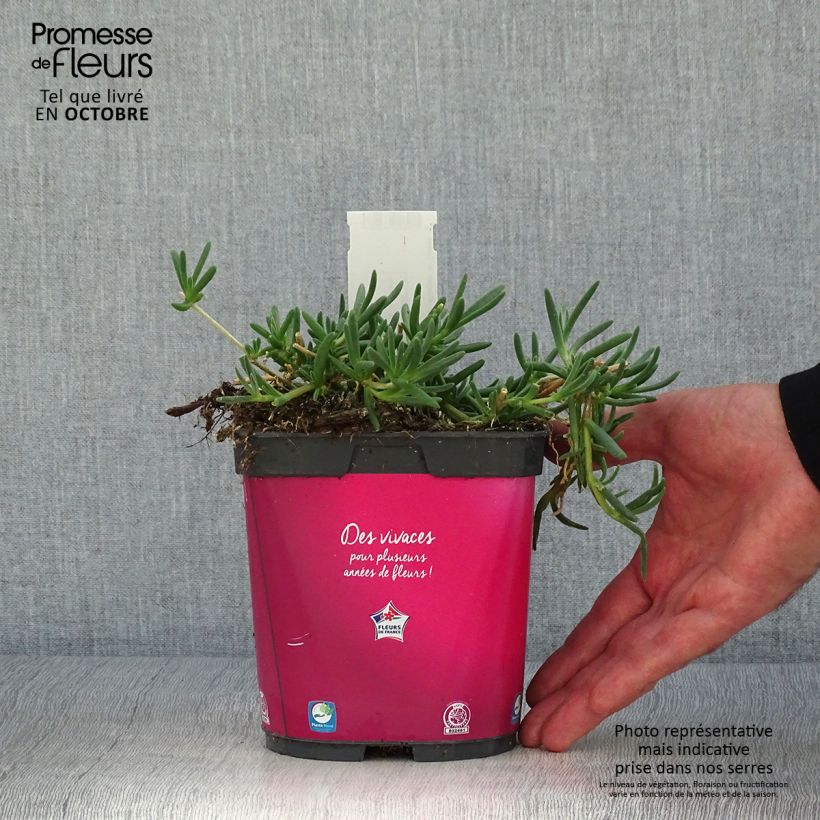 Ejemplar de Delosperma cooperi - Pourpier de Cooper Pot de 2/3 L entregado en otoño