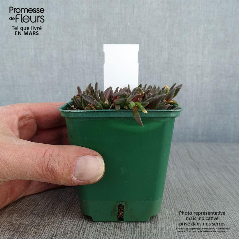 Delosperma deschampsii Godet de 8/9 cm Ejemplar entregado en invierno