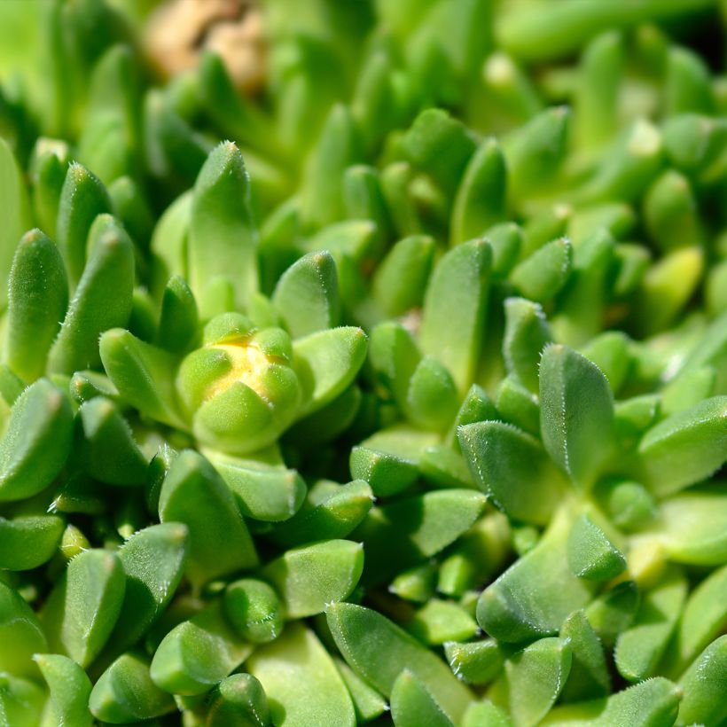 Delosperma deschampsii (Follaje)