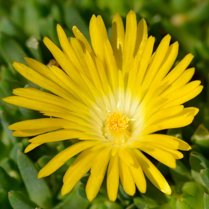 Delosperma deschampsii (Floración)