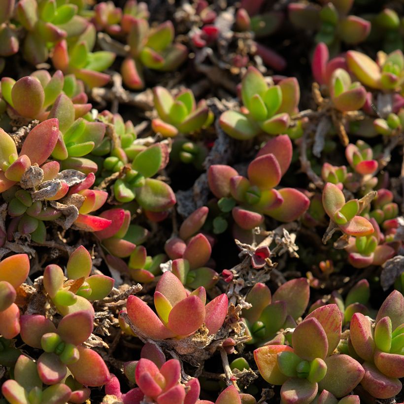 Delosperma lineare (Follaje)