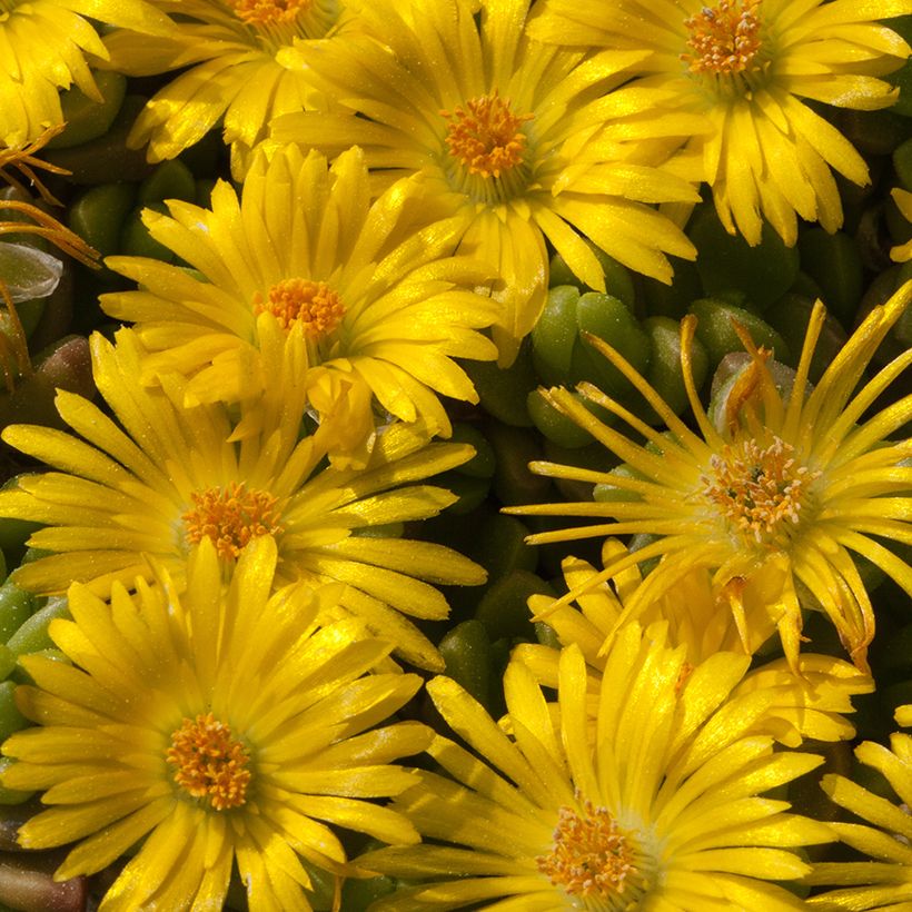 Delosperma lineare (Floración)