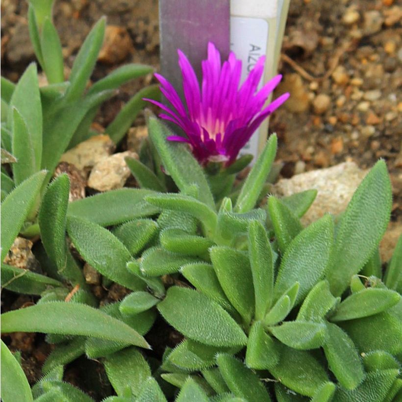 Delosperma sutherlandii (Follaje)