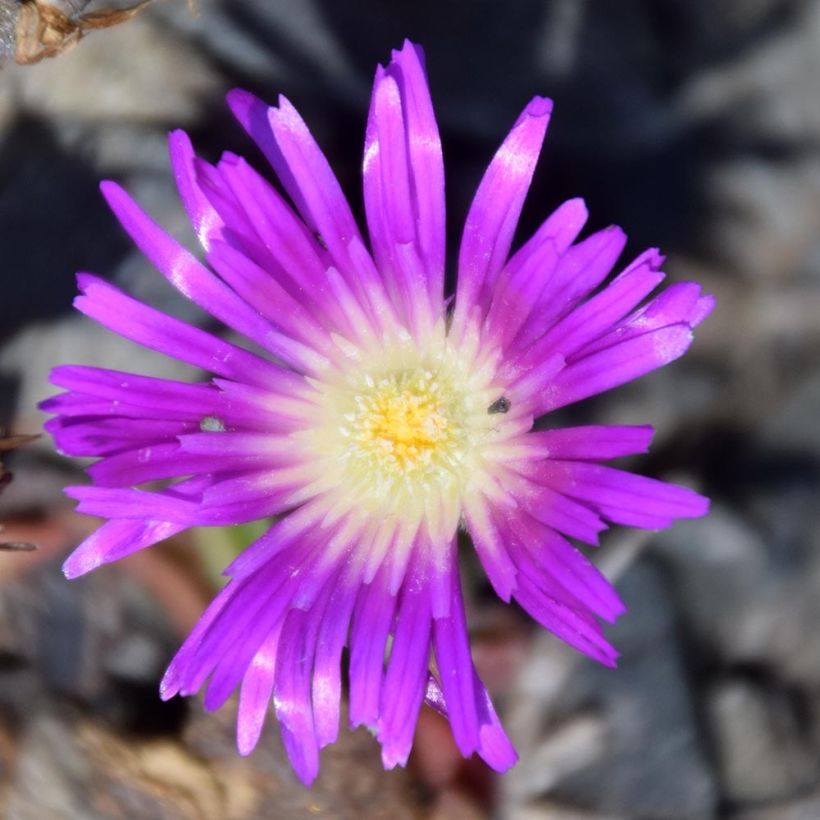 Delosperma sutherlandii (Floración)