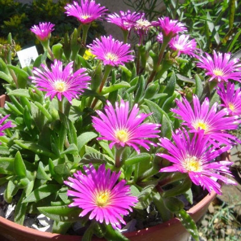 Delosperma sutherlandii (Porte)