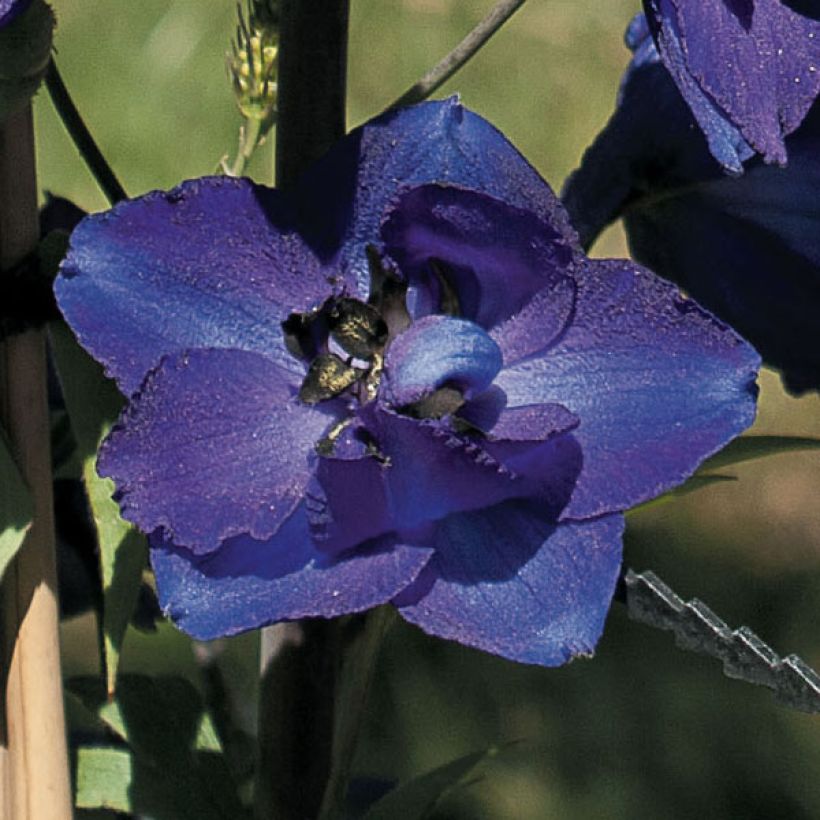 Espuela de caballero - Delphinium Pacific-hybrid Black Knight (Floración)