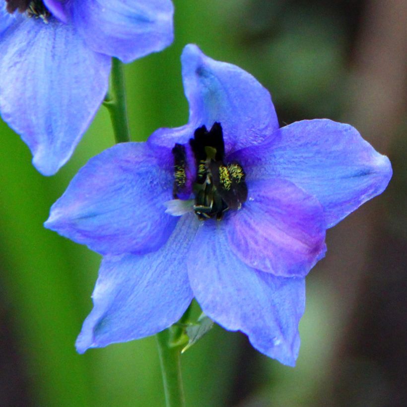 Espuela de caballero - Delphinium Pacific-hybrid Blauwal (Floración)