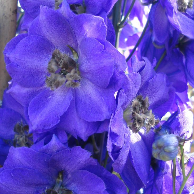 Espuela de caballero - Delphinium Pacific-hybrid Blue Jay (Floración)