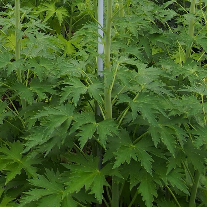 Espuela de caballero - Delphinium Pacific-hybrid Blue Lace (Follaje)