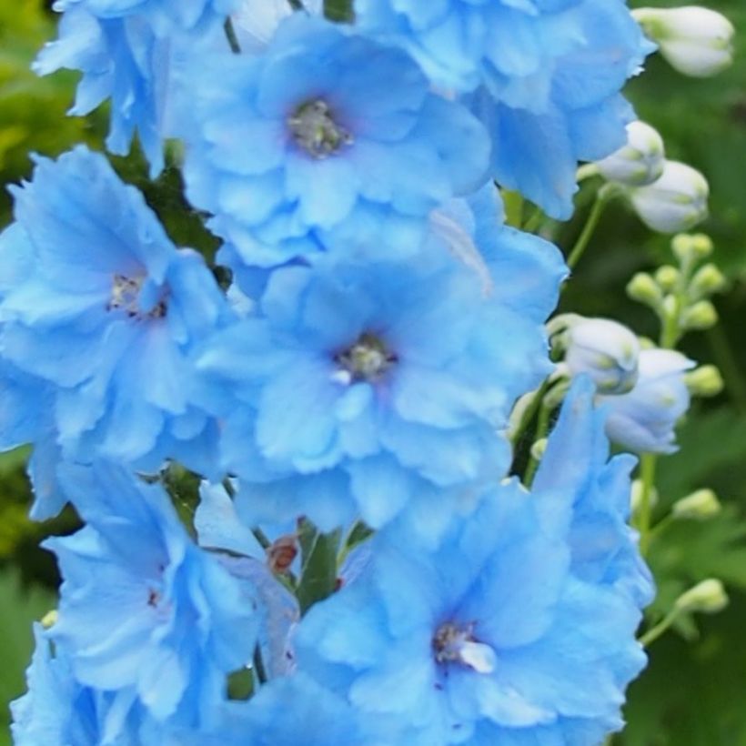 Espuela de caballero - Delphinium Pacific-hybrid Blue Lace (Floración)