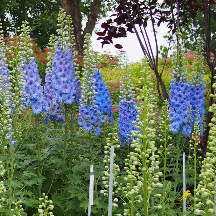 Espuela de caballero - Delphinium Pacific-hybrid Blue Lace (Porte)