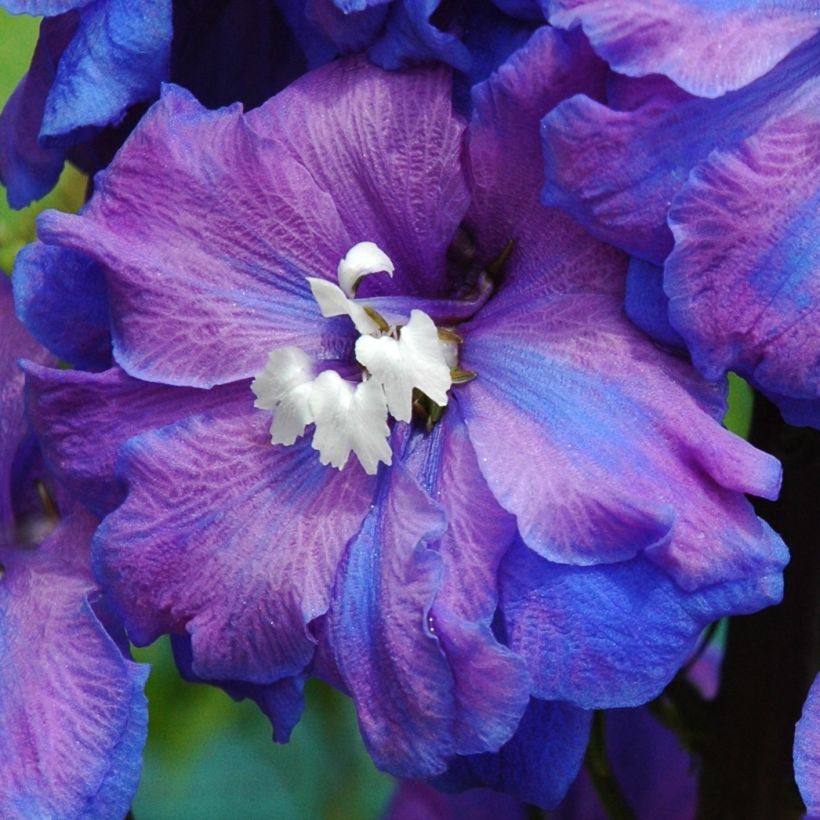 Espuela de caballero - Delphinium Pacific-hybrid Blue Triumphator (Floración)