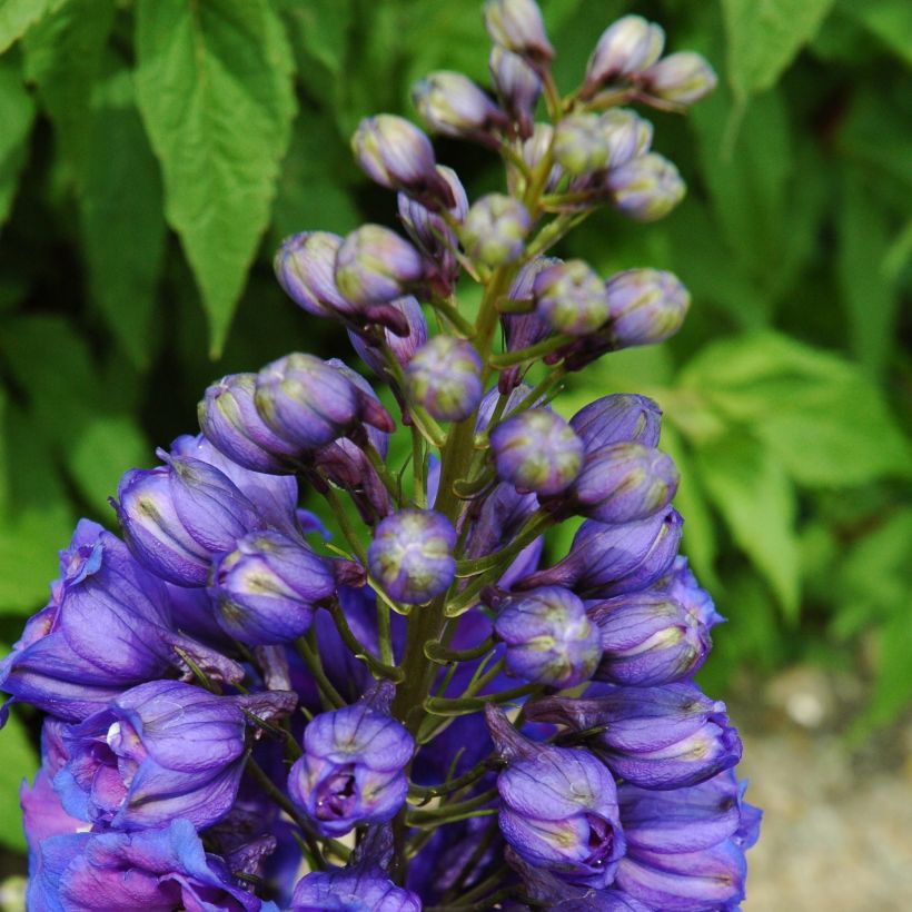 Espuela de caballero - Delphinium Pacific-hybrid Blue Triumphator (Porte)