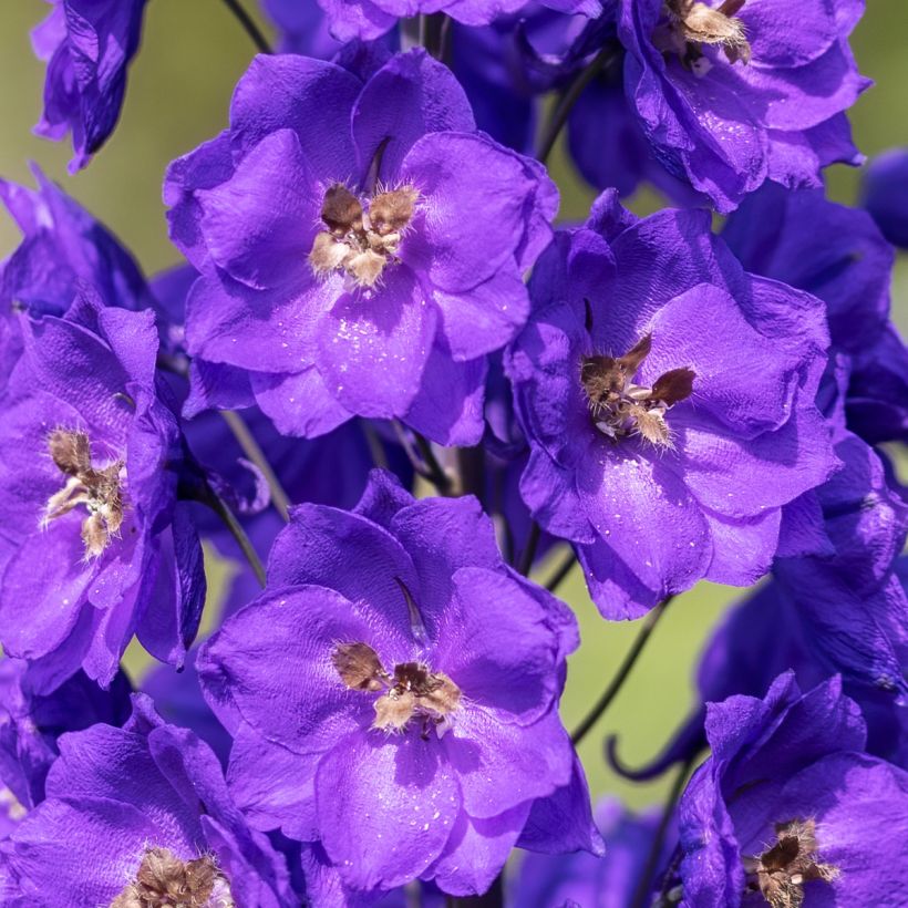 Espuela de caballero - Delphinium Pacific-hybrid Bruce (Floración)