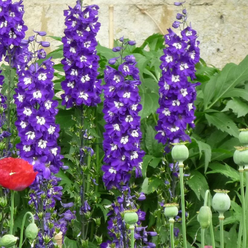 Espuela de caballero - Delphinium Pacific-hybrid Christel (Porte)