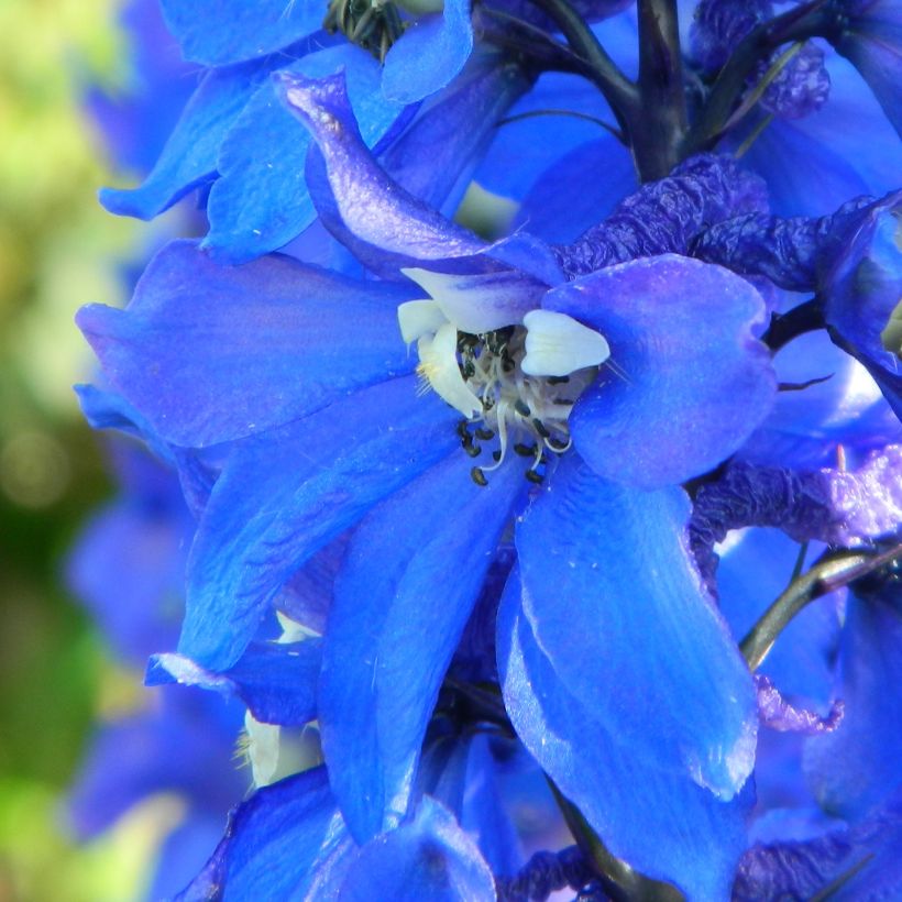 Espuela de caballero - Delphinium Pacific-hybrid Cristella (Floración)