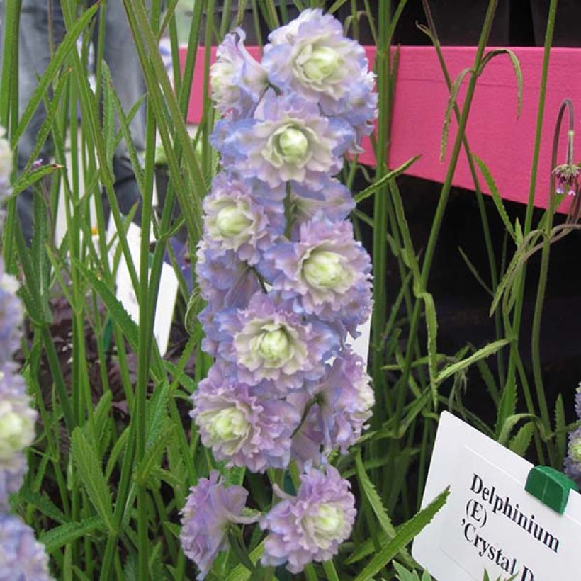 Espuela de caballero - Delphinium Pacific-hybrid Crystal Delight (Floración)