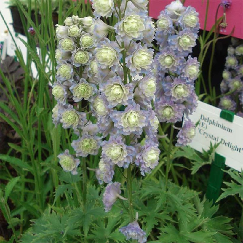 Espuela de caballero - Delphinium Pacific-hybrid Crystal Delight (Porte)