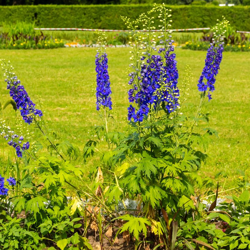 Espuela de caballero - Delphinium Pacific-hybrid Magic Fountain Dark Blue-White Be (Porte)