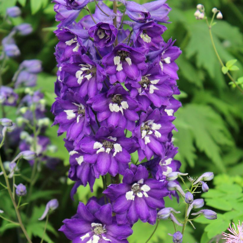 Espuela de caballero - Delphinium Pacific-hybrid Magic Fountain Dark Blue-White Be (Floración)