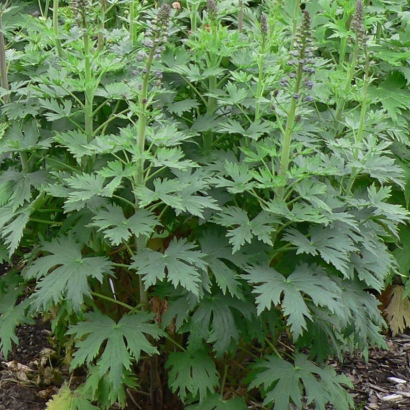 Espuela de caballero - Delphinium Pacific-hybrid Dusky Maiden (Follaje)