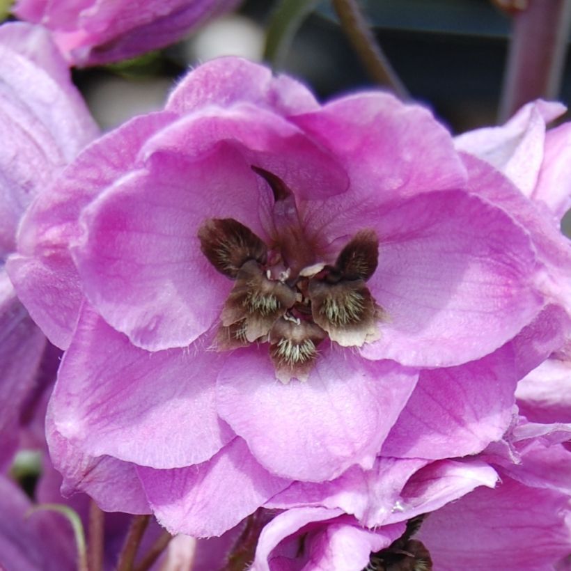 Espuela de caballero - Delphinium Pacific-hybrid Dusky Maiden (Floración)