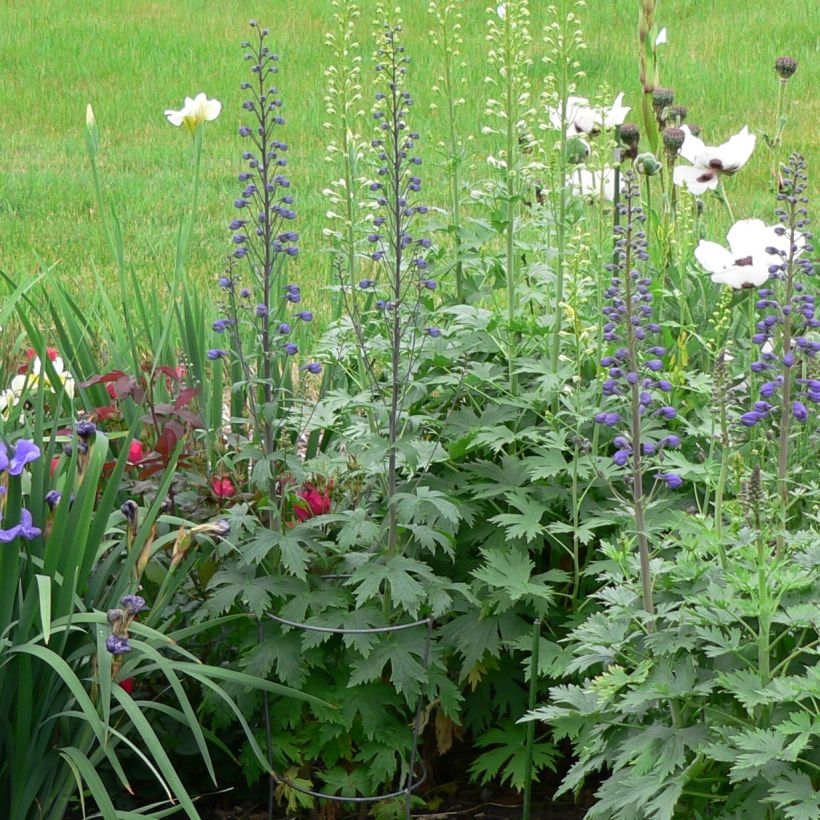 Espuela de caballero - Delphinium Pacific-hybrid Dusky Maiden (Porte)