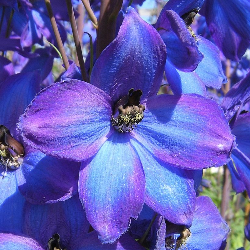 Espuela de caballero - Delphinium Pacific-hybrid F.W. Smith (Floración)