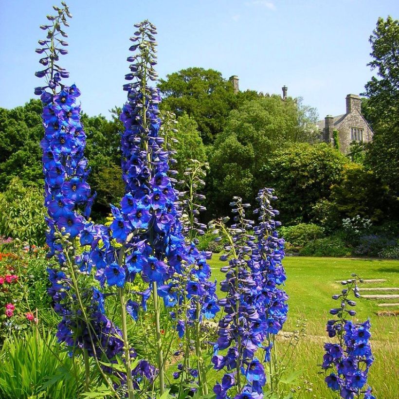 Espuela de caballero - Delphinium Finsteraarhorn (Porte)