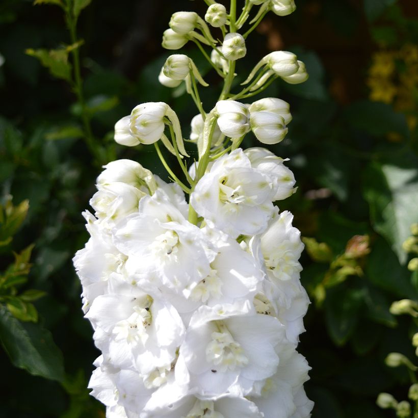 Espuela de caballero - Delphinium Guardian White (Floración)