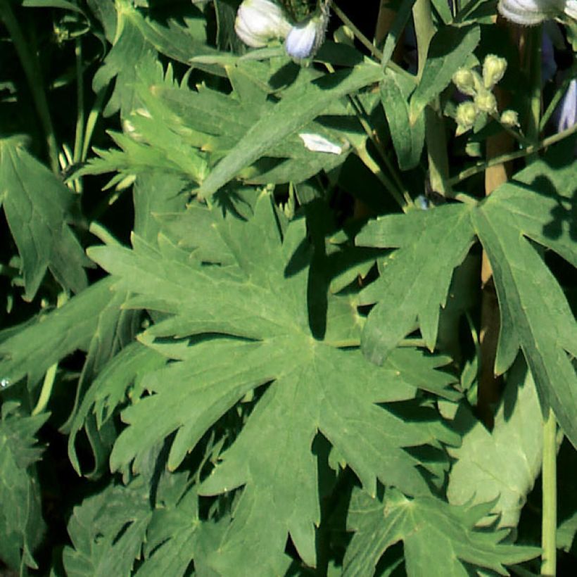 Espuela de caballero - Delphinium Pacific-hybrid Guinevere (Follaje)