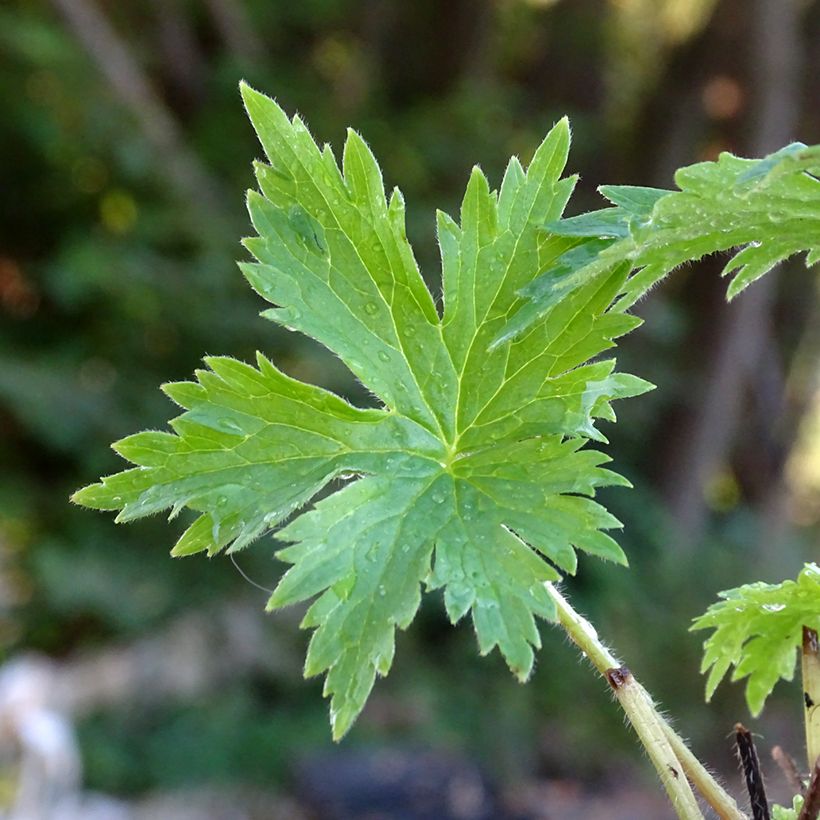 Espuela de caballero - Delphinium elatum Highlander Cha Cha (Follaje)