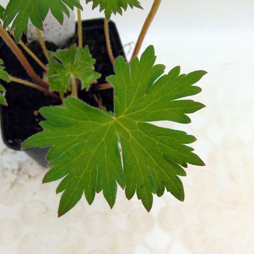 Espuela de caballero - Delphinium elatum Highlander Flamenco (Follaje)