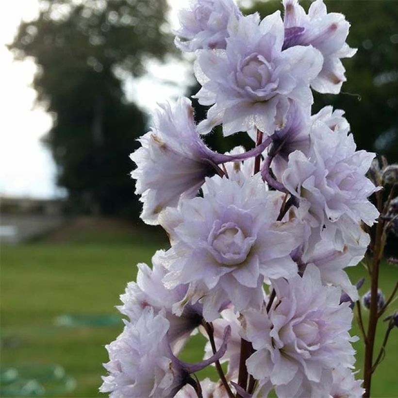 Espuela de caballero - Delphinium elatum Highlander Cha Cha (Floración)