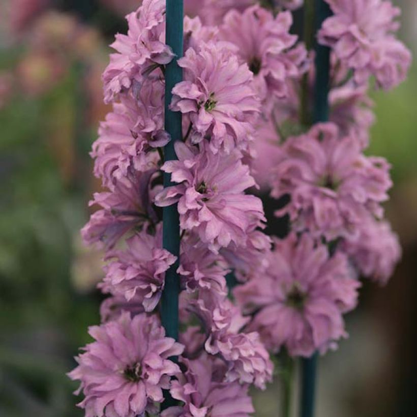 Espuela de caballero - Delphinium elatum Highlander Flamenco (Floración)