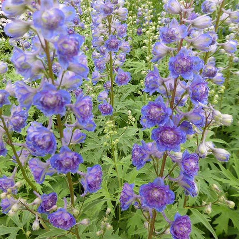 Espuela de caballero - Delphinium elatum Highlander Sweet Sensation (Floración)