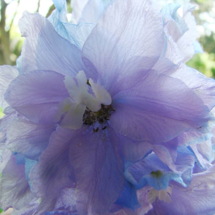 Espuela de caballero - Delphinium Pacific-hybrid Misty Mauves (Floración)