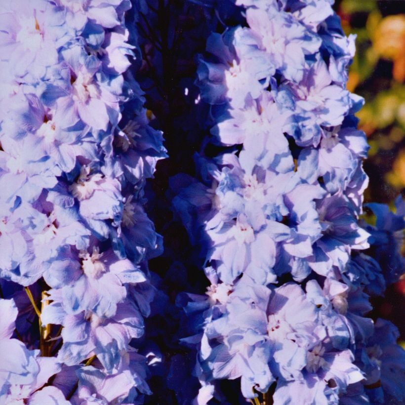 Espuela de caballero - Delphinium Pacific-hybrid Misty Mauves (Porte)