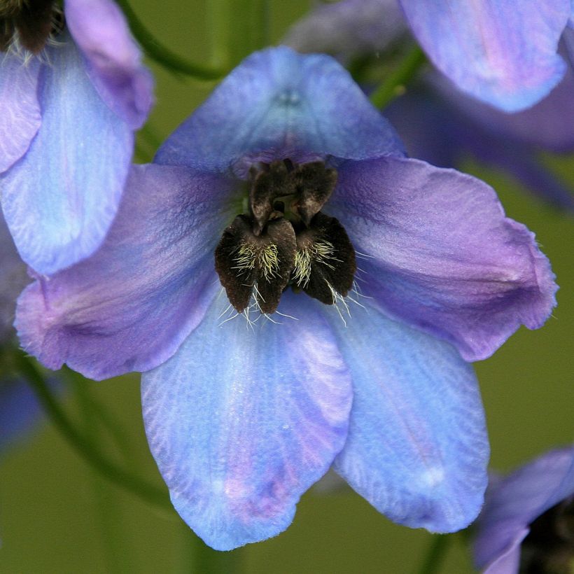 Espuela de caballero - Delphinium Pacific-hybrid Mrs Newton Lees (Floración)